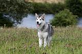 ALASKAN MALAMUTE 710